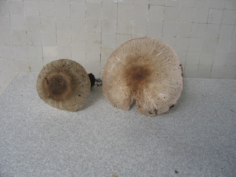 Doccia di Agaricus praeclaresquamosus